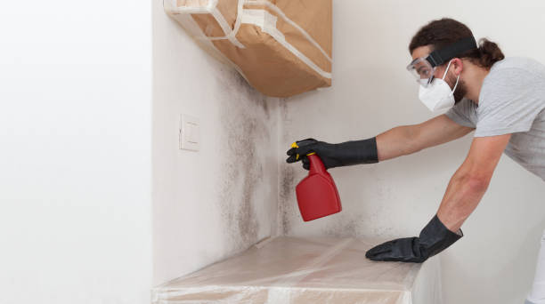 Basement Mold Remediation treatment on basement walls in West Point